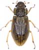 Helophorus sp.